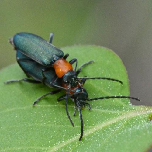 Réf. 300 415 : Ischnomera xanthoderes